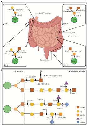 Phage-encoded carbohydrate-interacting proteins in the human gut